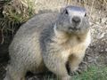 Marmotte