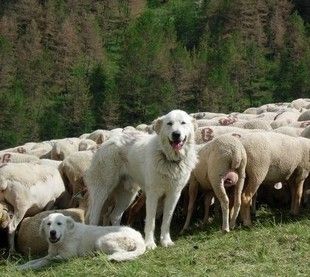 Chien patou, gardien de troupeaux